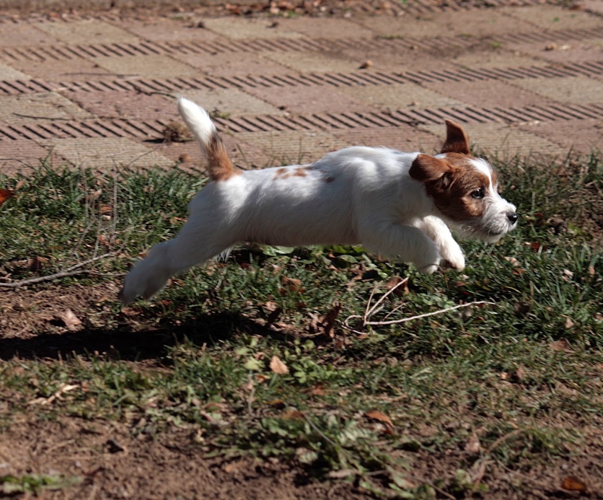 Perro corriendo en parque 