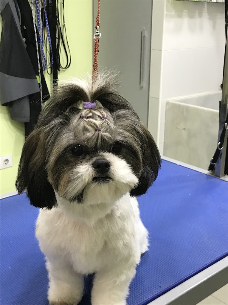 Perro en peluquería canina 